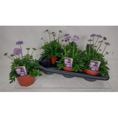 .Scab Co Butterfly Bl pot...