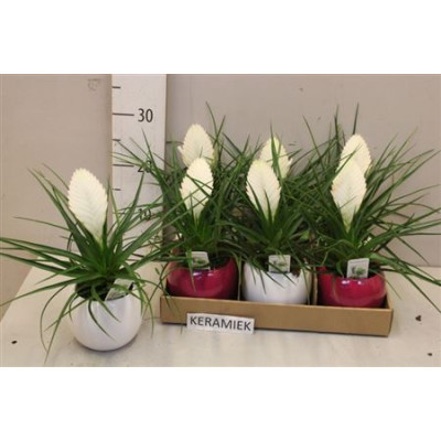 .Till Cy Biancini pot 9...