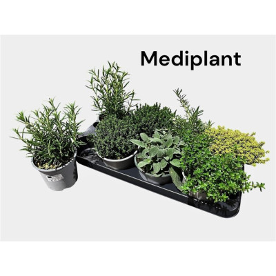 .Tuinkruiden Gem pot 14 20cm