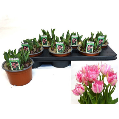 .Tul Ov Dubbel pot 14 15cm