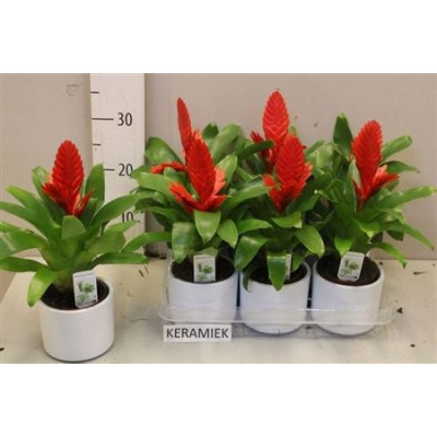 .Vries Kallisto P pot 11...