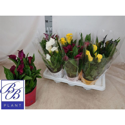 .Zant Gem pot 14 40cm