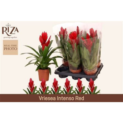 .Vries Intenso Red pot 12 50cm