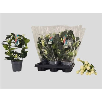 .Steph Fl Ov pot 12 40cm