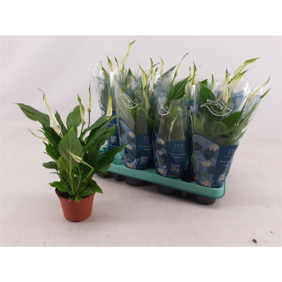 .Spath Chopin pot 9 30cm