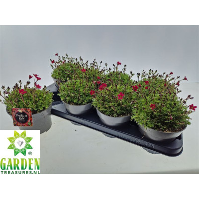 .Saxif Arendsii pot 13 15cm