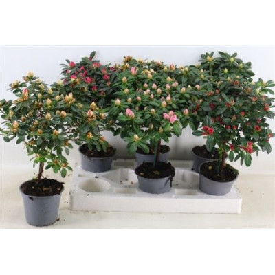 .Rhodo Ov pot 13 40cm tige