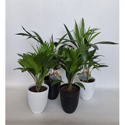 .Palmen Gem pot 15 65cm cera