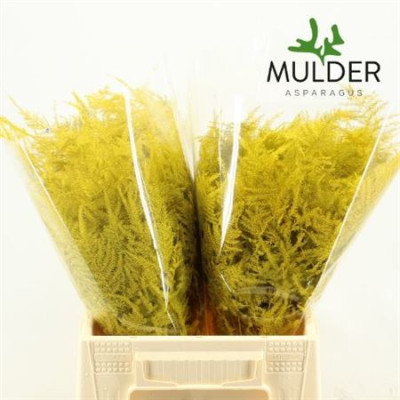 ASPARAGUS JAUNE