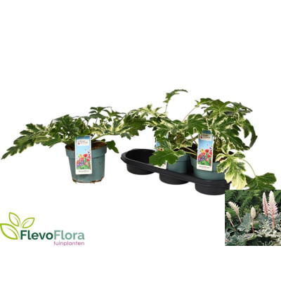 .Acanth Mollis pot 19 35cm