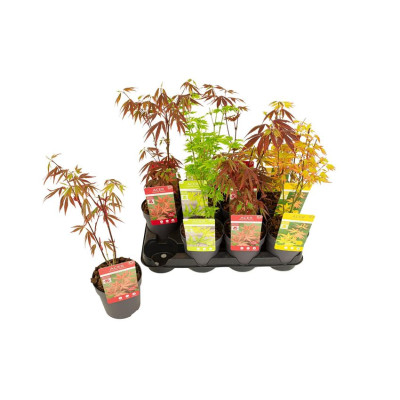 .Acer Palmatum pot 10 40cm