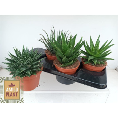 .Aloe Gem pot 15 25cm