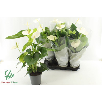 .Anthu An Alaska pot 17 60cm