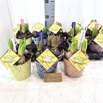 .Arr Hyacinth pot 12 20cm zinc