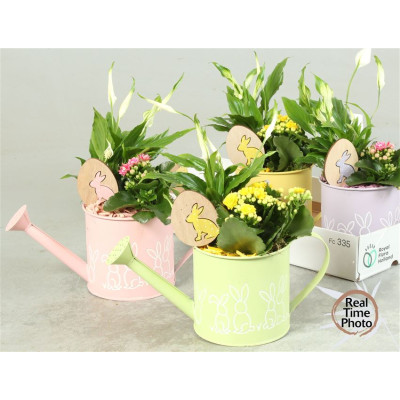 .Arr Kamerpl pot 12 30cm...