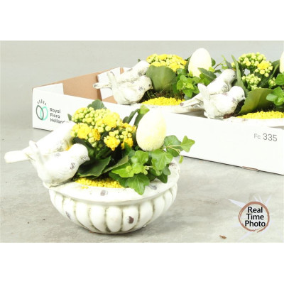 .Arr Kamerpl pot 23 25cm...