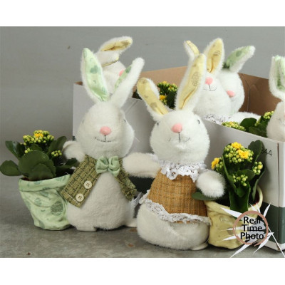 .Arr Kamerpl pot 10 40cm lapin