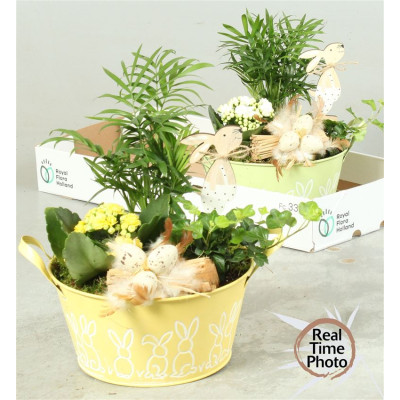 .Arr Kamerpl pot 10 25cm...