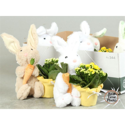 .Arr Kamerpl pot 6 30cm...