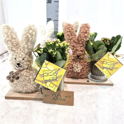 .Arr Kamerpl pot 20 25cm...