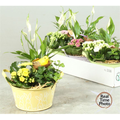 .Arr Kamerpl pot 17 35cm...