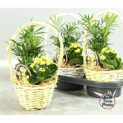 .Arr Kamerpl pot 17 35cm...