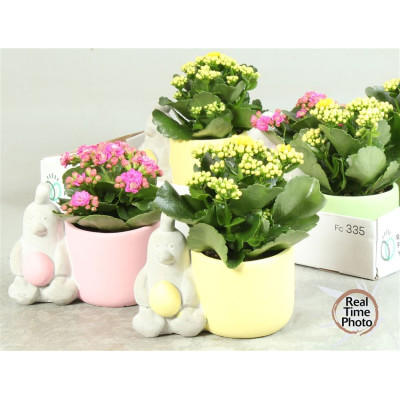 .Arr Kamerpl pot 10 25cm...