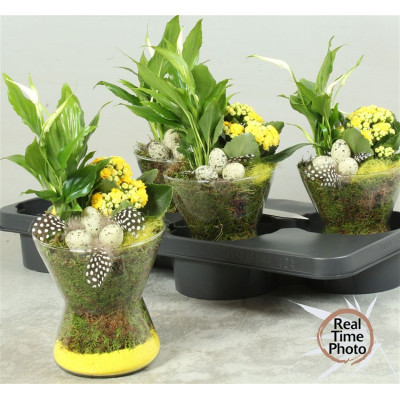 .Arr Kamerpl pot 16 30cm verre