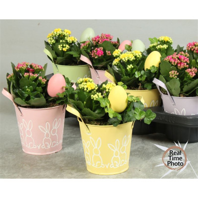 .Arr Kamerpl pot 12 25cm...