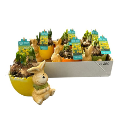 .Arr N Tete A Tete pot 14...