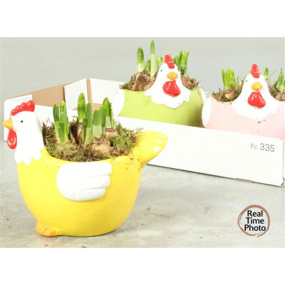 .Arr Narcissus pot 20 25cm...