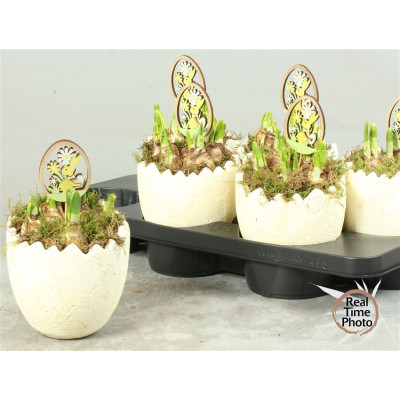 .Arr Narcissus pot 15 25cm...