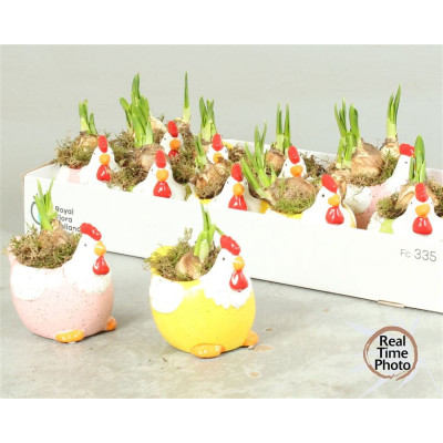 .Arr Narcissus pot 13 20cm...