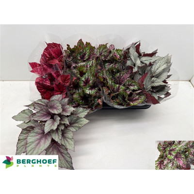 .Beg Bel Gem pot 12 22cm