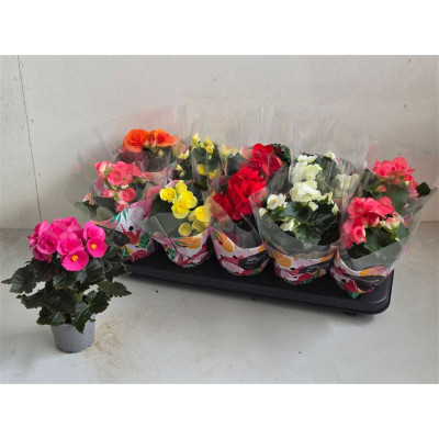 .Beg Du Gem pot 9 25cm