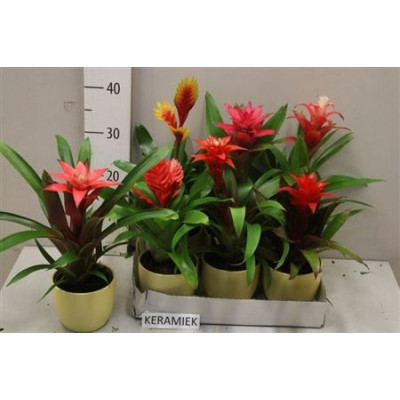 .Bromelia Gem pot 11 35cm cera