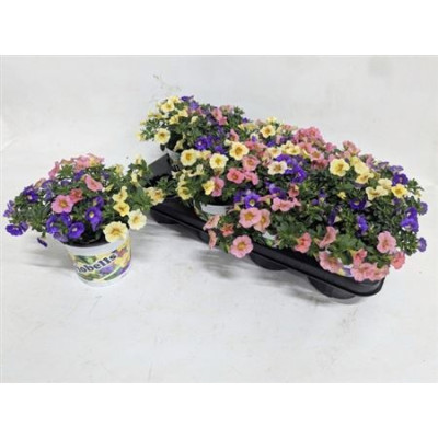 .Calib Triob P Gem Pt pot...