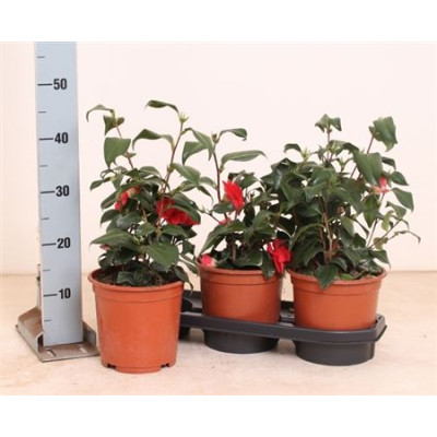 .Came Japonica pot 19 45cm