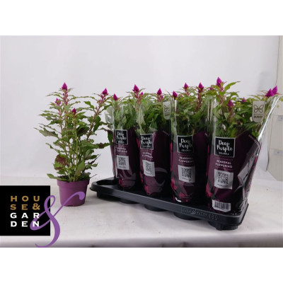 .Cel Deep Purple pot 12 43cm
