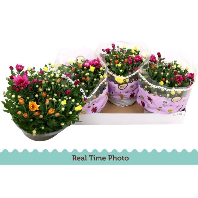 .Chrys Gem In Pot pot 23 27cm