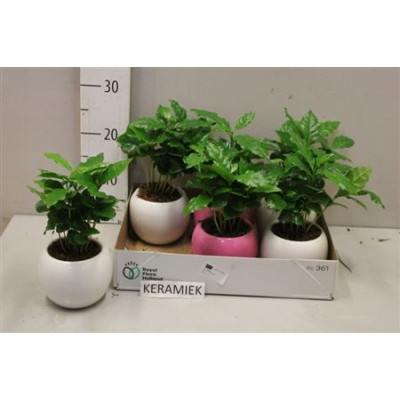 .Coffea Arabica pot 9 25cm...