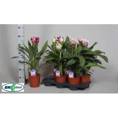 .Curcu Gem pot 15 60cm