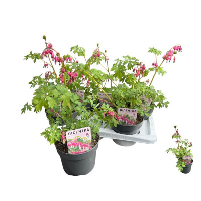 .Dice Spectabilis pot 17 45cm