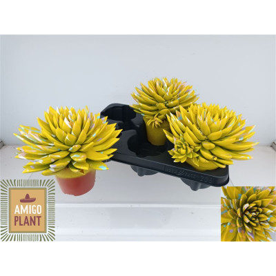 .Echev Miranda pot 12 15cm...