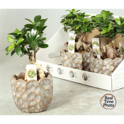 .Fic Mi Ginseng pot 15 30cm...