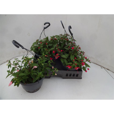 .Fuchsia Gem pot 21 25cm susp
