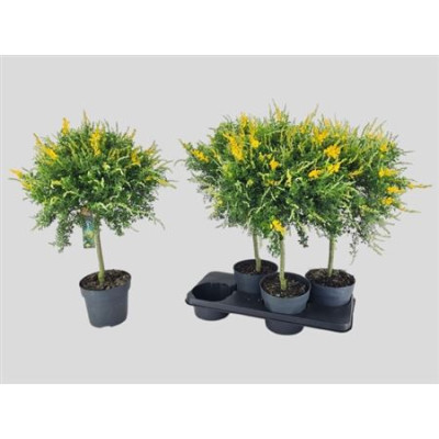 .Genista X Sp pot 17 70cm tige