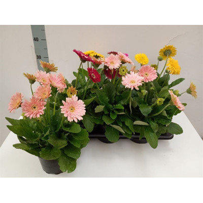 .Ger Sofisticata Gem pot 17...