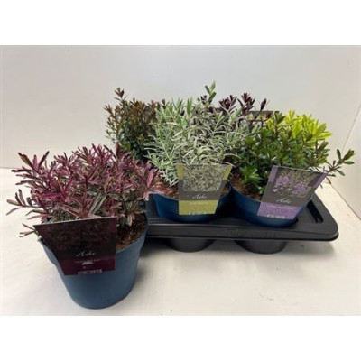 .Hebe Gem pot 17 30cm