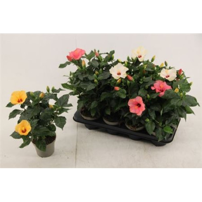 .Hibis Sunny Gem pot 13 35cm